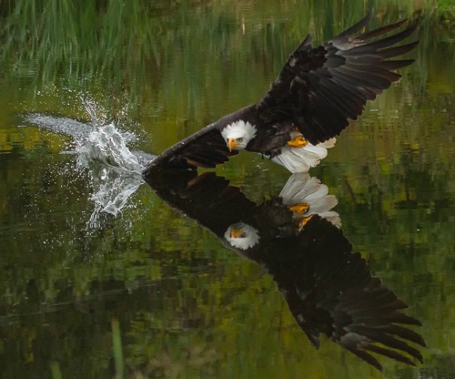 _MG_2848A Bald Eagle, Wind dip cropped.jpg